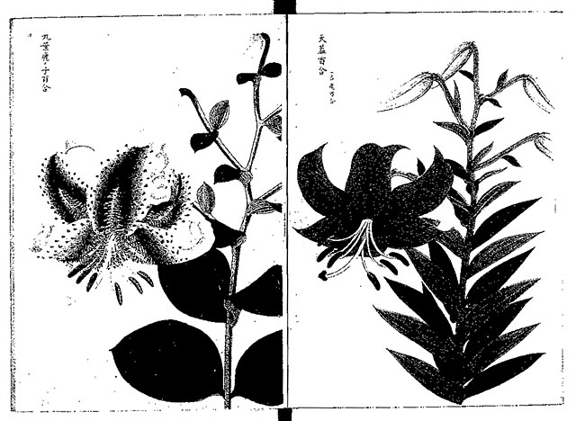 知っていましたか 近代日本のこんな歴史 ユリ根の輸出 欧米で愛好された日本の草花