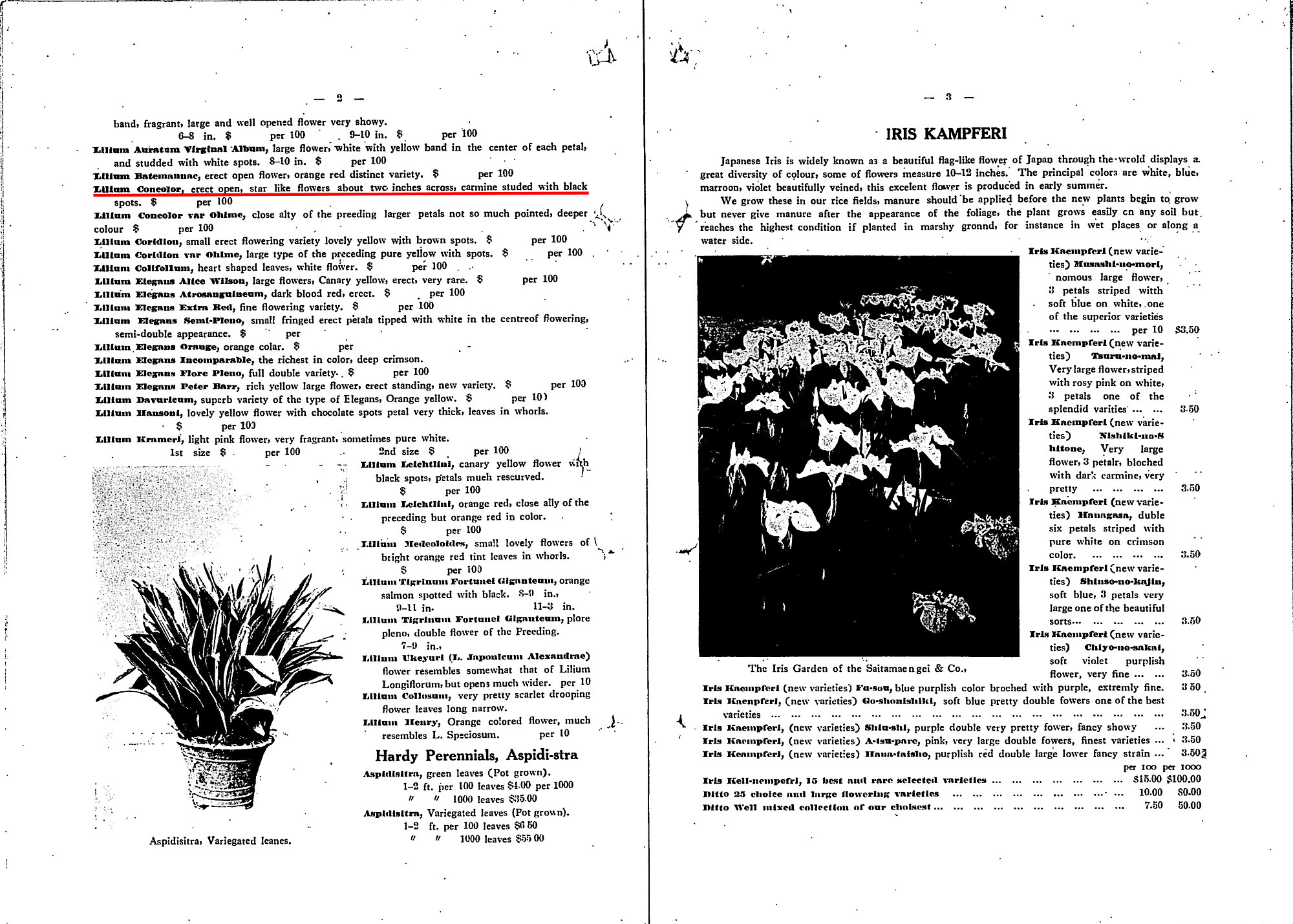 知っていましたか 近代日本のこんな歴史 ユリ根の輸出 欧米で愛好された日本の草花